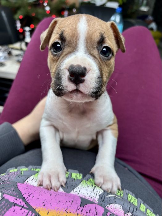 Amstaff szczeniak suczka