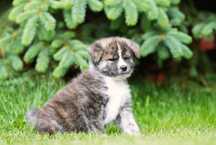 Akita Inu Szczenięta ZKwP oddz. Bielsko-Biała