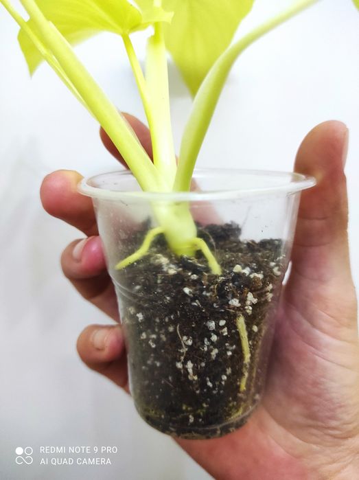 Філодендрон Голд Сатін