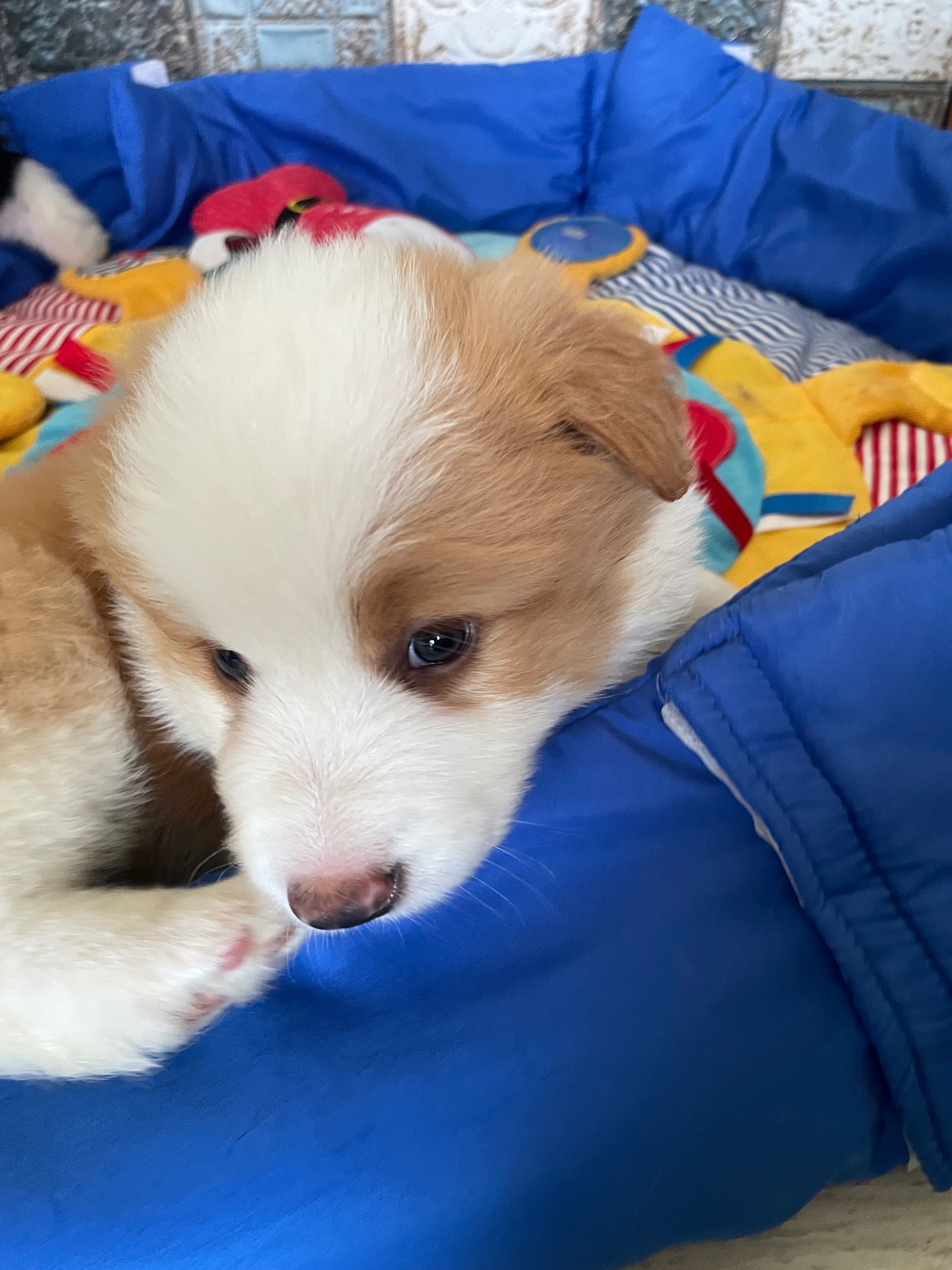 Border Collie - Salus Canis FCI