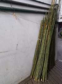 Canas de bambu varios tamanhos