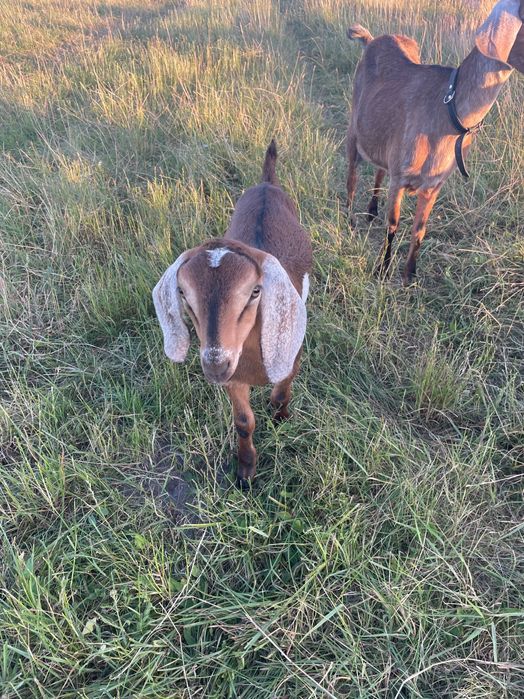 Козел англо нубійський