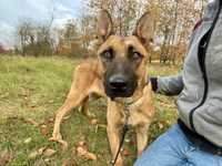Kasjo – pies w typie owczarka belgijskiego do adopcji