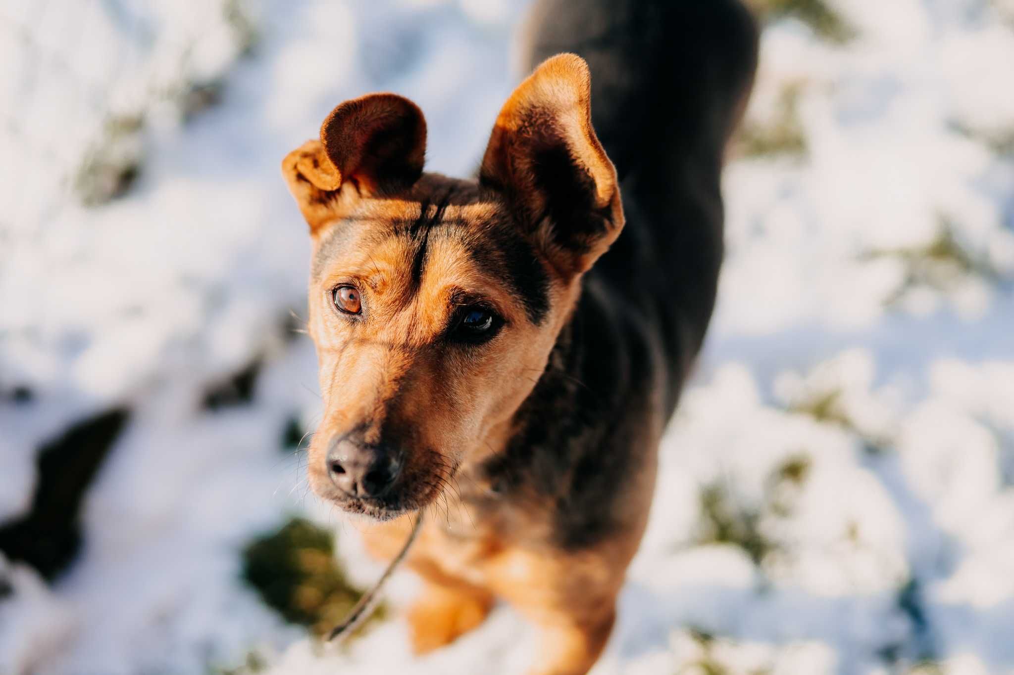 Kao liczy na cud, adoptuj!