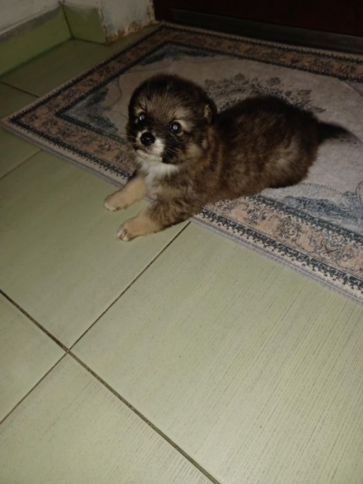 chihuahua mix york mini