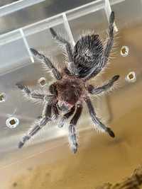 grammostola rosea samiec