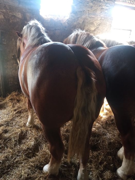 Sprzedam konie źrebaki kasztany Pilne .