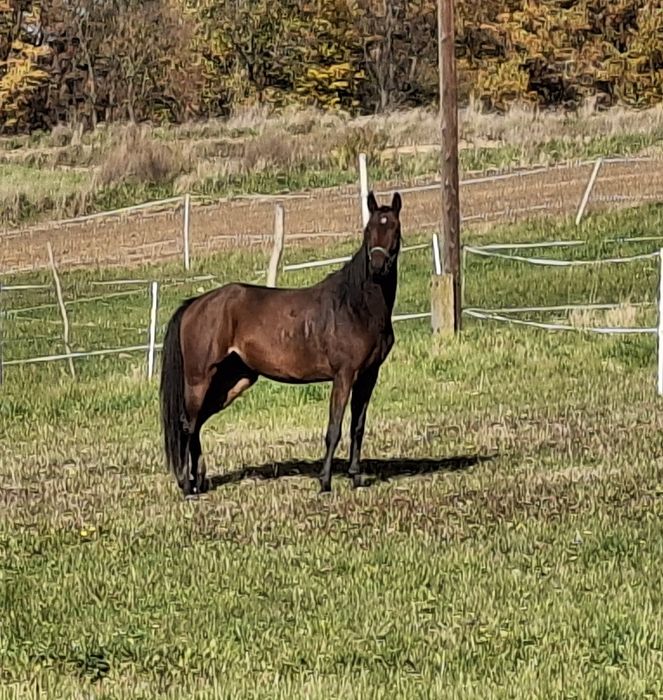 Sprzedam klacz 3.5 roku