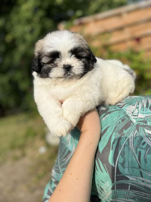 Shih Pom chłopiec