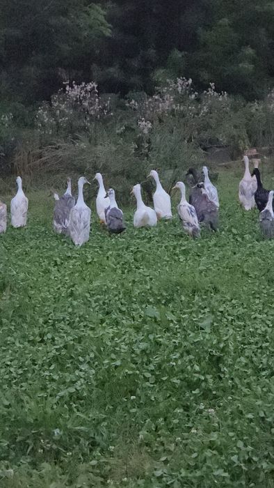 Biegus Indyjski pary