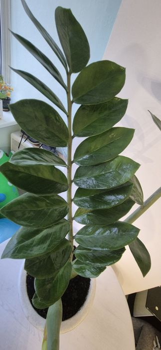 Замиокулькас, заміокулькас,валлютное дерево