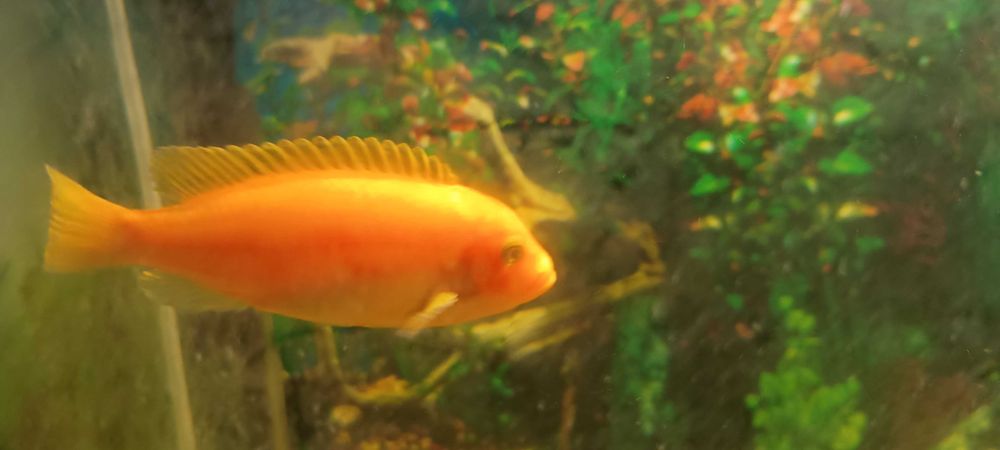 Pyszczak Red Red samiec