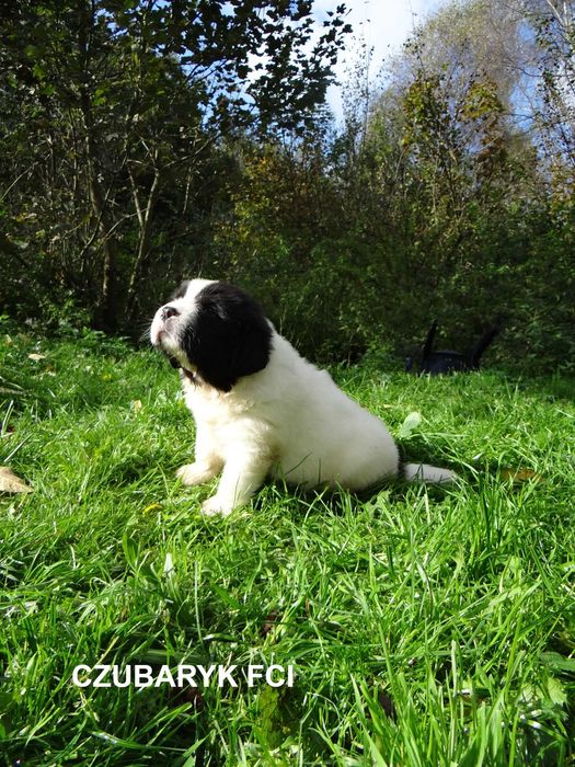 Landseer piesek GUSTO  Czubaryk