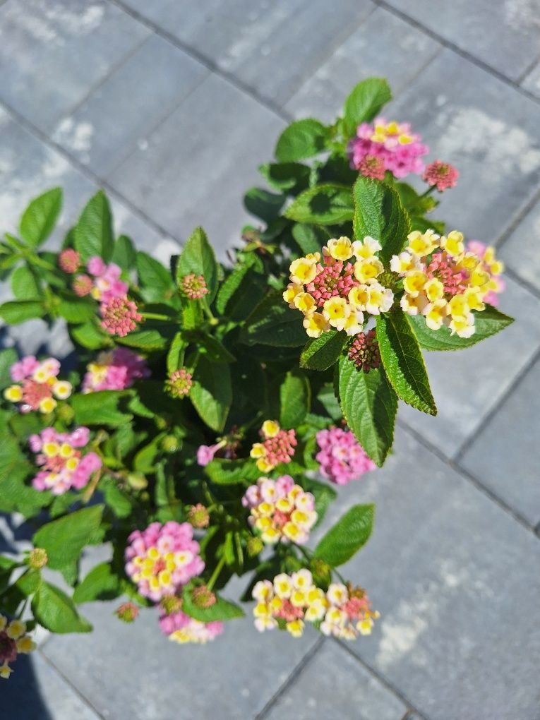 Lantana Calippa Gold