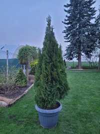 Thuja tuja Szmaragd 190cm