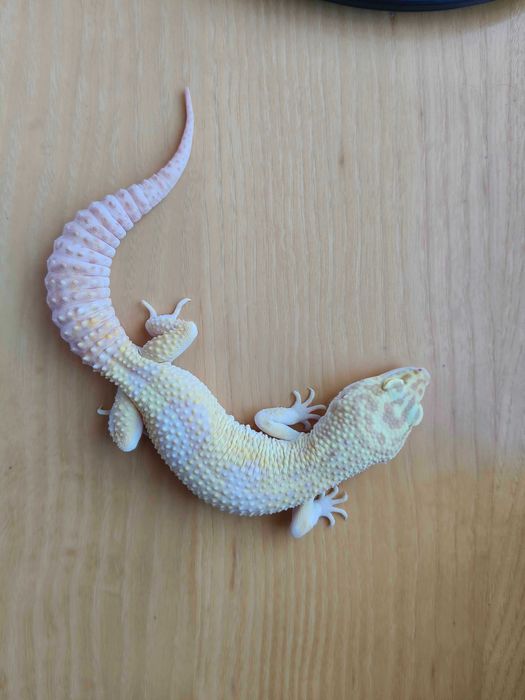 Gekony Lamparcie
