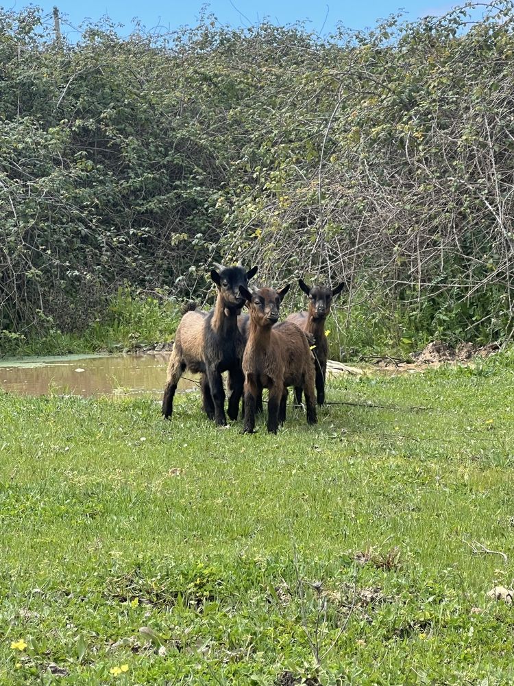 Vendo cabras anãs