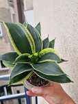 sansevieria jade pagoda