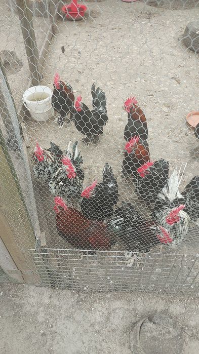 Karzełki łapciate brodate