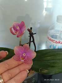 Орхидея мультифлора парфюмерная фабрика