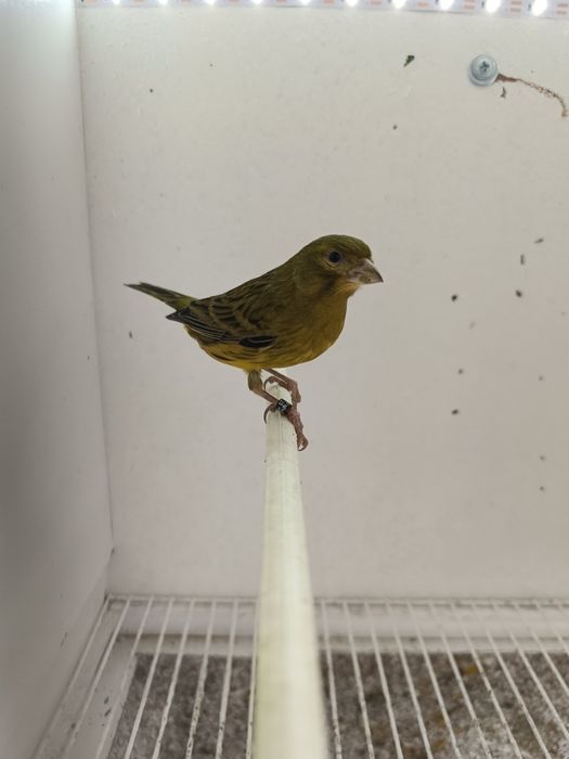 Vendo 2 Machos Timbrado Espanhol