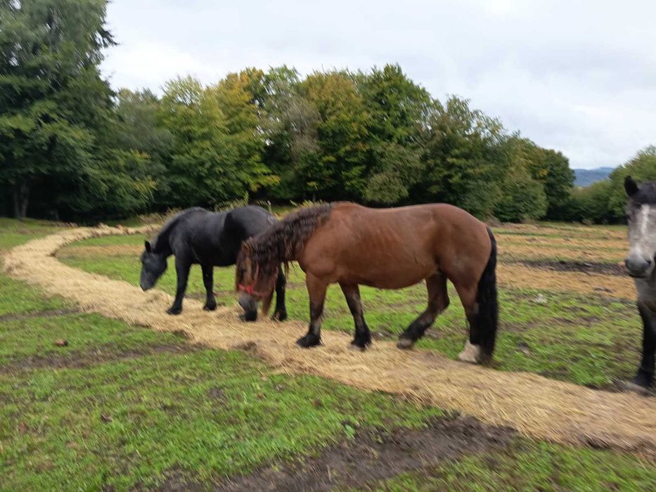 Sprzedam klacz zimnokrwista z pełnym pochodzeniem