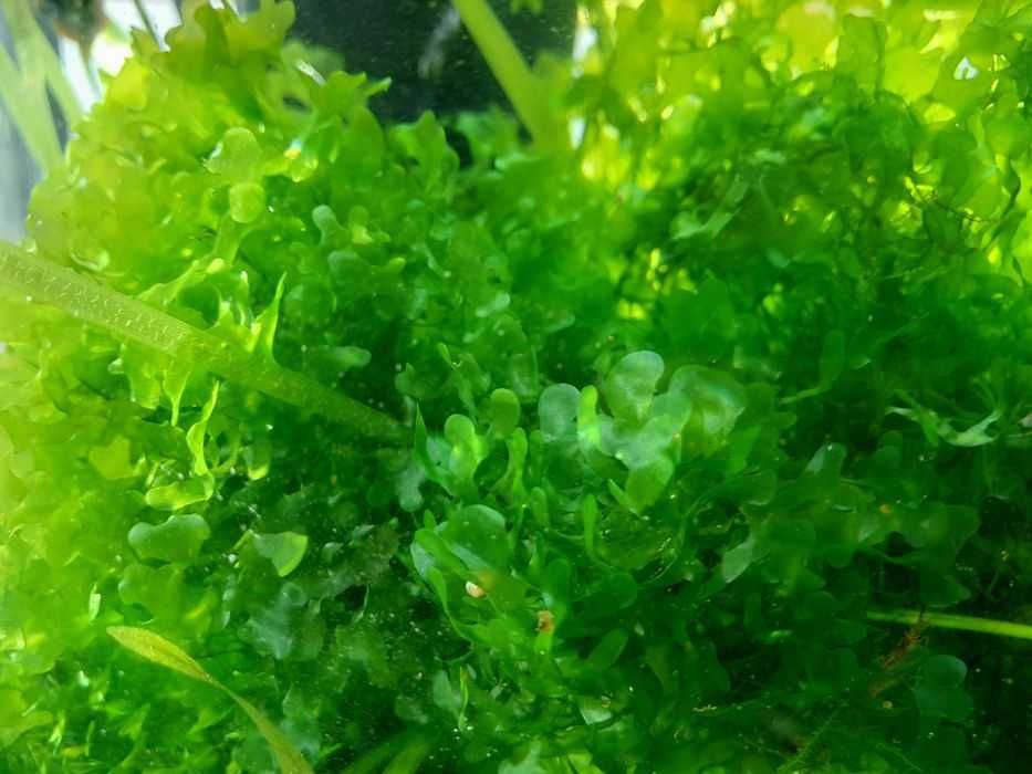 Pellia mech wątrobowiec roślinka do krewetkarium akwarium