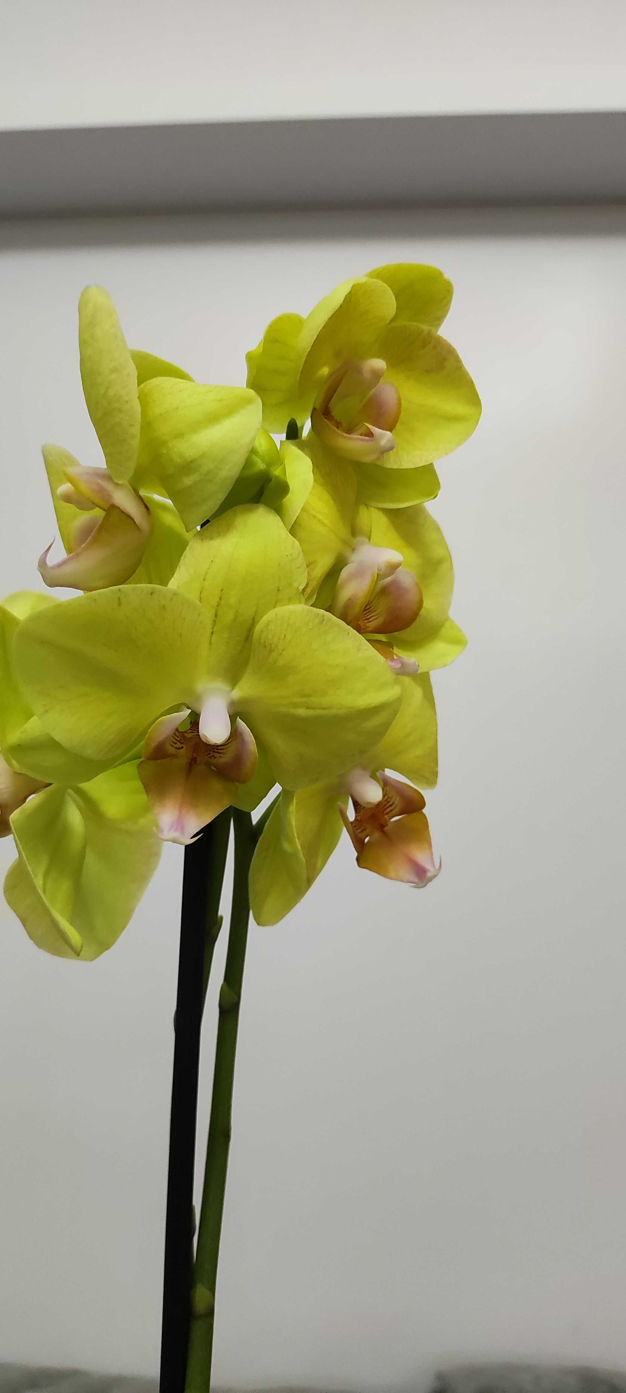 Орхідеї сортові з Голандії