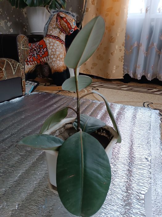 Фікус широколистий