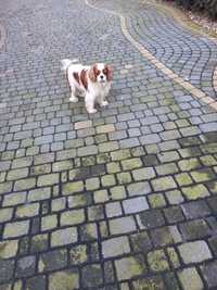 Cavalier King Charles spaniel