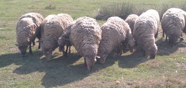 Барани    вівці   ягнята