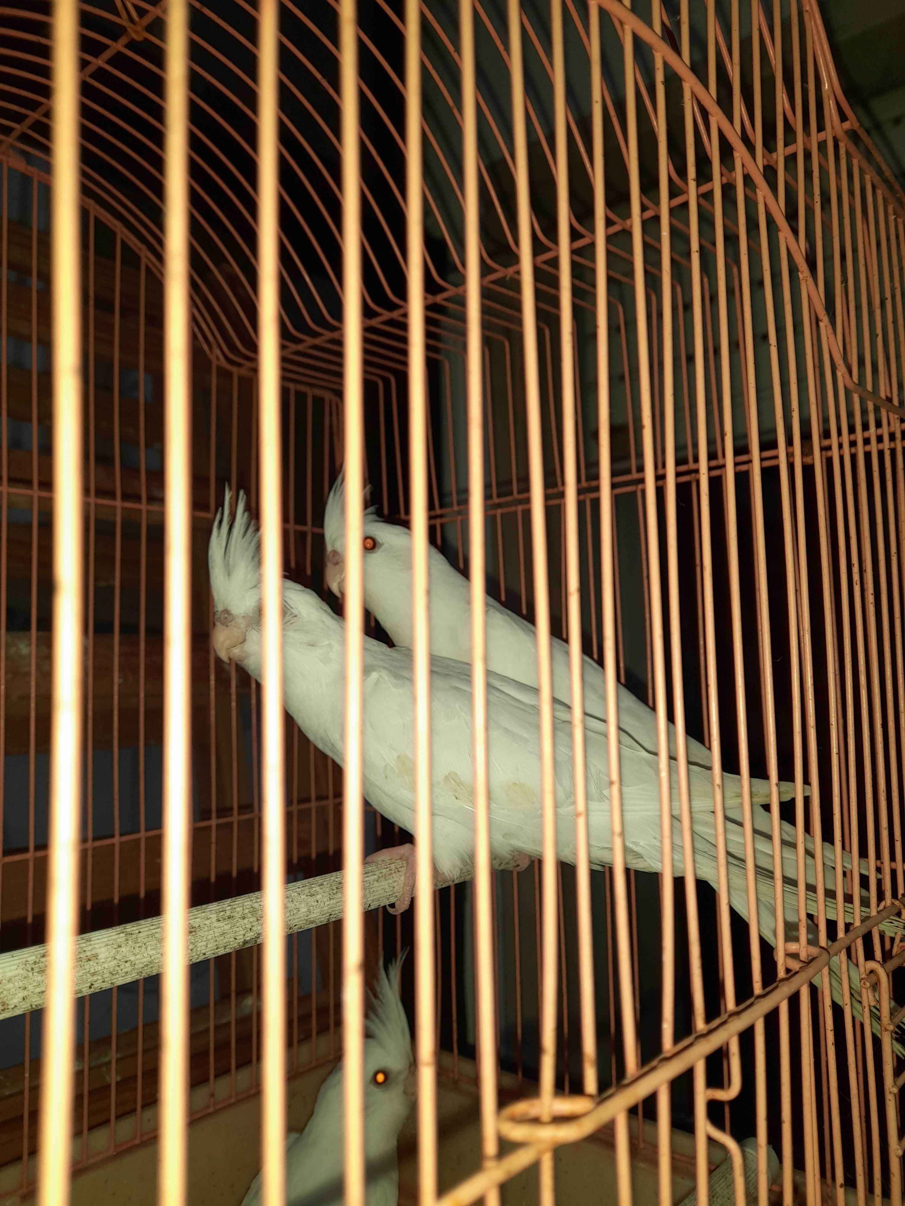 Caturra albina branca