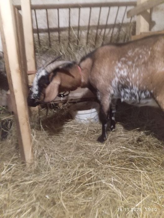 Sprzedam kozę  wysoko mleczną REZERWACJA DO SOBOTY