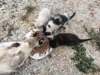 Gatinhos para dar