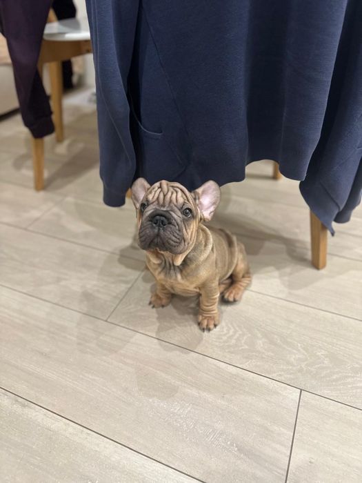 Французский бульдог міні- в типі вельвет біг роп. В'язка.