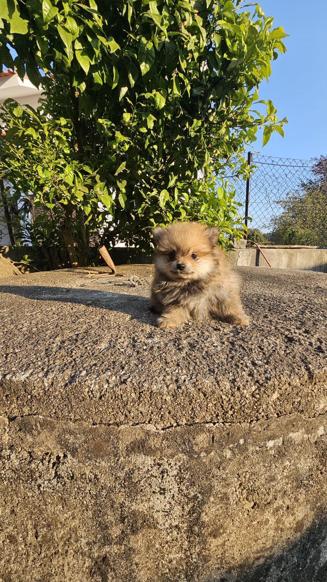 Lulu pomerânia/ spitz alemão anão
