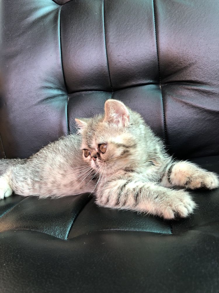 Котенок 3 месяца, полностью привита