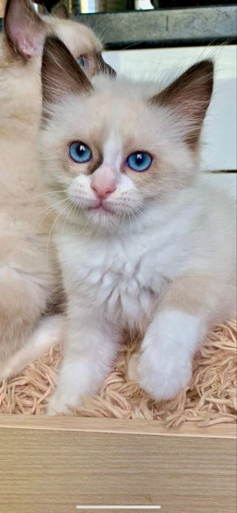 Ragdoll Kocurek + paszport