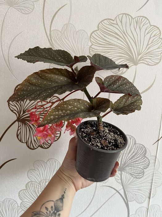 Бегонія Angel Wing (Крила ангела)