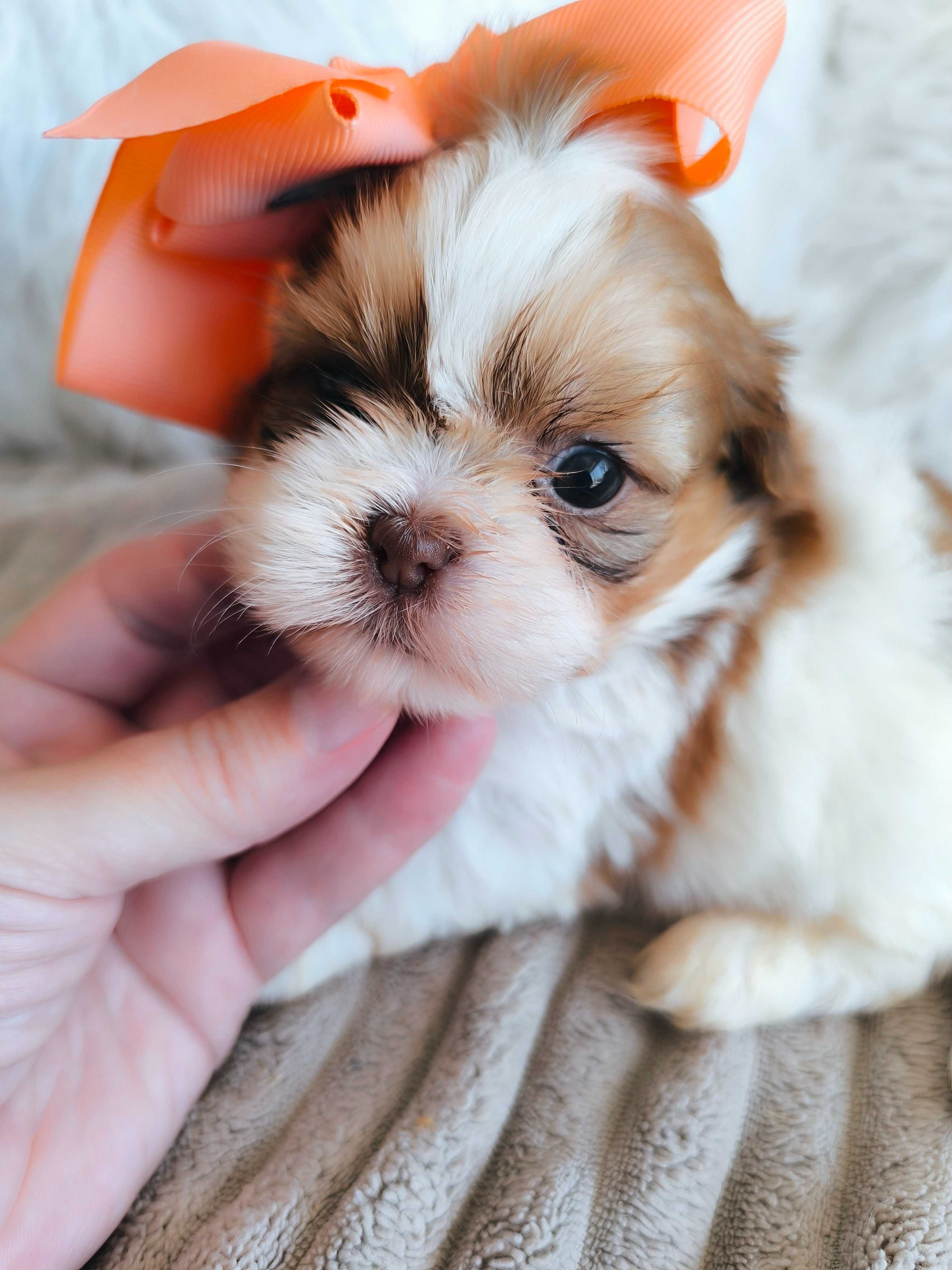 Shih-tzu. Mini. Menina bem tipado. Branco e Fígado Olhos claros. Top!