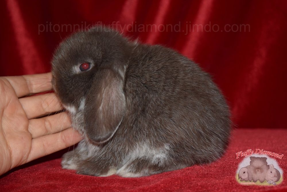 Карликовые кролики. Вислоухие NHD. Ангора. Гермелин. Крольчата