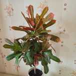 Кротон (variegatum pictum).