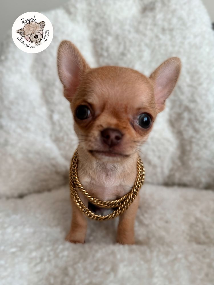 Chihuahua pies z rodowodem xxs miniaturka malutki  docelowo 1.5kg!