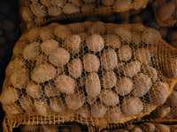 Ziemniaki kaliber 30-45mm wielkość sadzeniak jęczmień wirtuoz