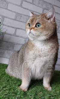 кошка британская короткошерстная золотая шиншилла ny25