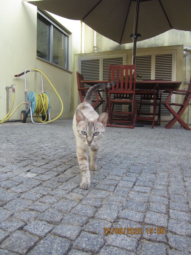 Gatinha para adoção