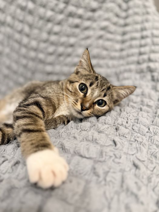 Котик 3,5 місяця шукає родину