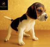 Beagle Com Lop e Afixo