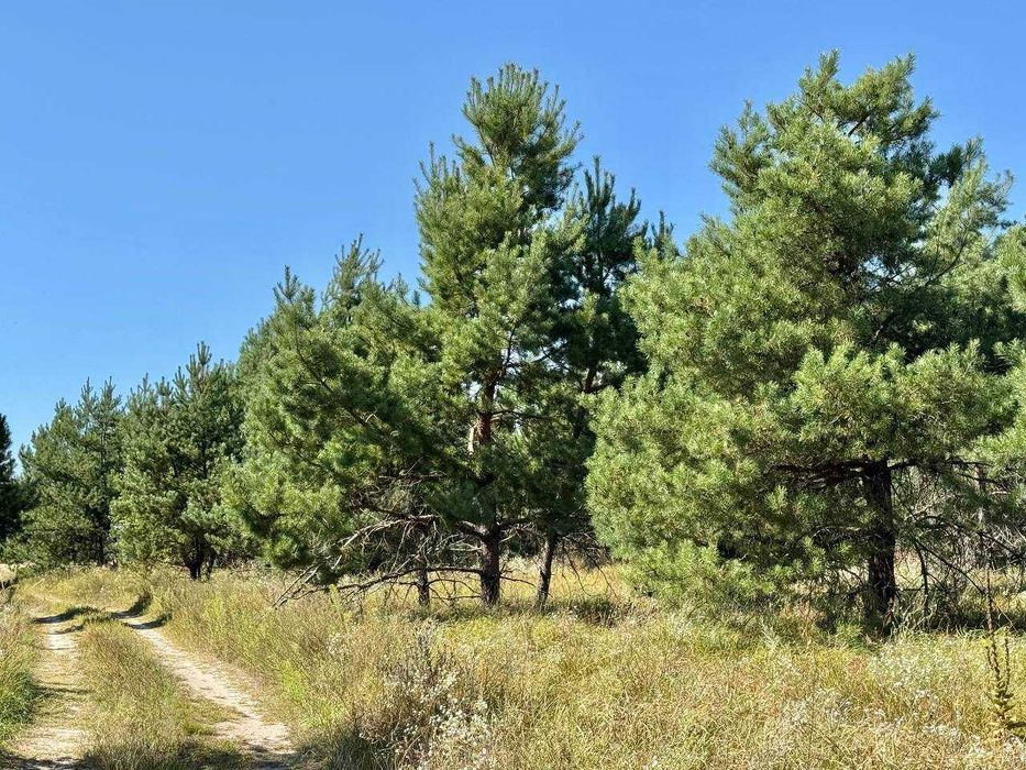 Продаж залісненої земельної ділянки 42Га біля Києва! 160$/сотка