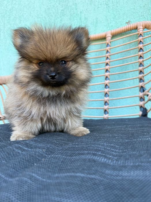 Śliczna suczka szpic miniaturowy Pomeranian Sable BOO